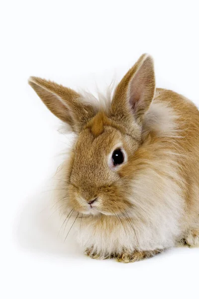 白を背景にしたレッドドワーフ国内ウサギ — ストック写真