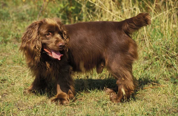 Sussex Spaniel Dog Muž — Stock fotografie