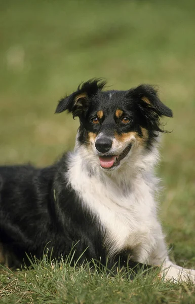 Border Collie Dog Liegt Auf Gras — Stockfoto