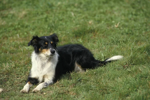 Fronteira Collie Cão Deitado Grama — Fotografia de Stock