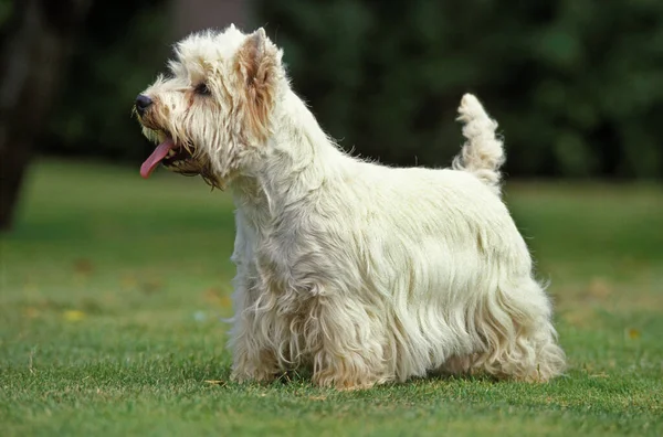 West Highland White Terrier Westy Ενήλικας — Φωτογραφία Αρχείου