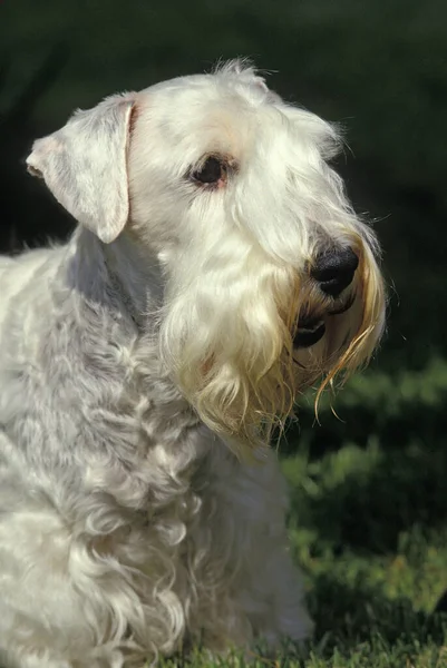 Sealyham Terrier Dog Portret Osoby Dorosłej — Zdjęcie stockowe