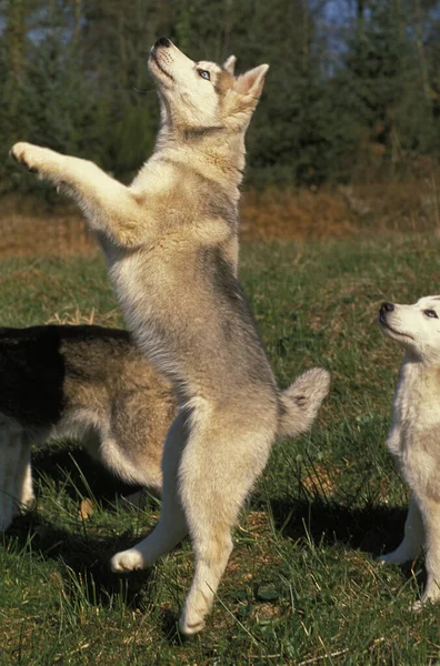 Husky Siberiano Perro Joven Jugando Pie Sobre Piernas Amables —  Fotos de Stock