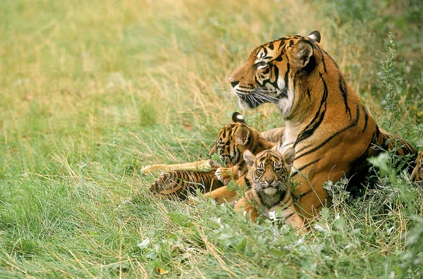 Tigre Sumatra Pantera Tigris Sumatrae Madre Con Cachorro — Foto de Stock