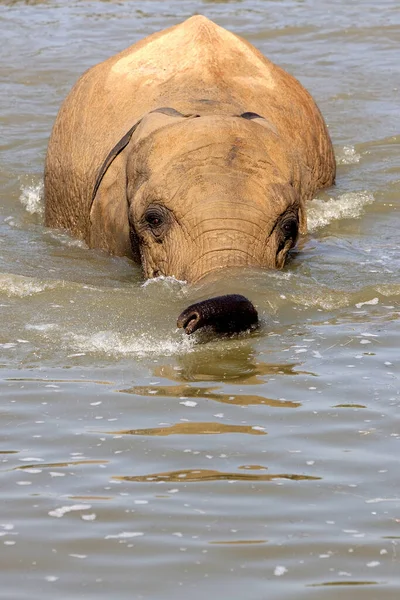 Elefante Africano Loxodonta Africana Adulto Teniendo Baño — Foto de Stock