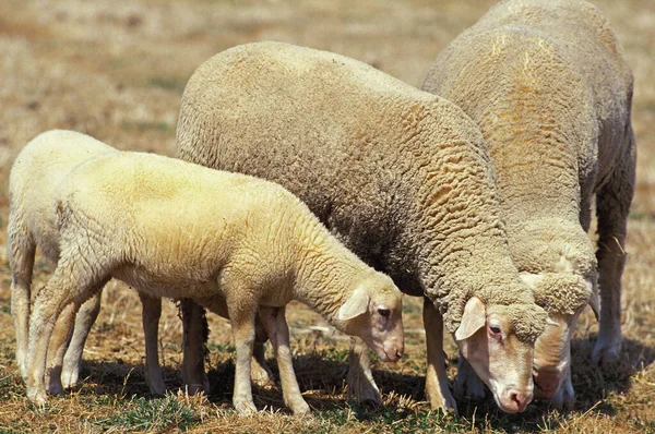 Wurtemberg Sheep Fajta Németországból — Stock Fotó