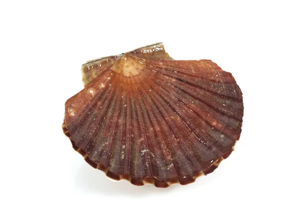 Fresh Scallops Pecten Maximus White Background — Stock Photo, Image