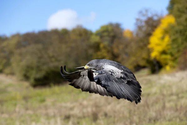 Schwarzbrust Mäuseadler Geranoaetus Melanoleucus Erwachsener Flug — Stockfoto