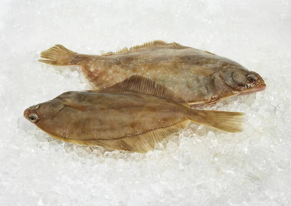 Fresh Brill Scophthalmus Rhombus Ice — Stock Photo, Image