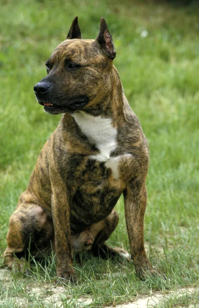 美国斯塔福德郡 Staffordshire Terrier Old Standard Breed Cut Ears 狗坐在草地上 — 图库照片