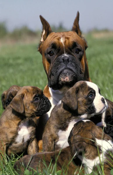 Perro Boxeador Madre Con Cachorros Vieja Raza Estándar Con Orejas — Foto de Stock