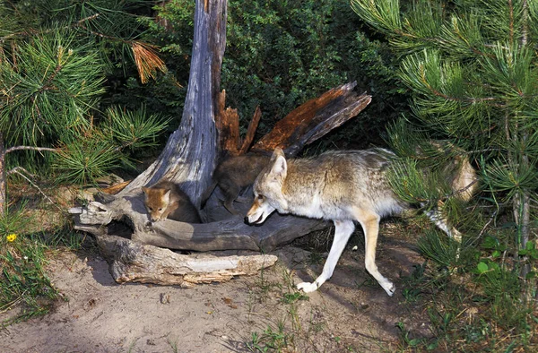 Coyote Canis Latrans Madre Con Cachorro Montana —  Fotos de Stock