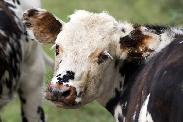 Vaca Normandía Bovino Doméstico —  Fotos de Stock