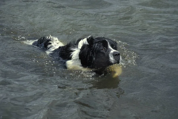 Landseer Hund Erwachsenenschwimmen — Stockfoto