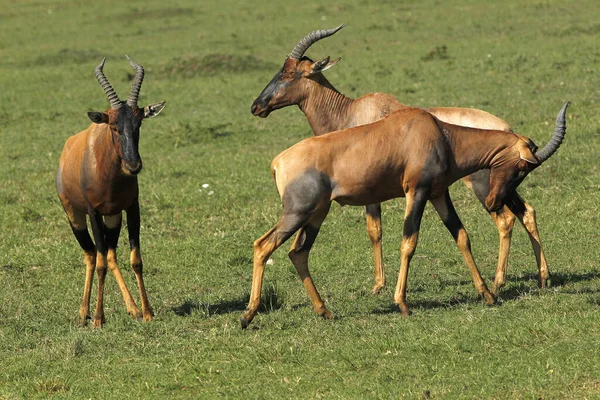 Topi Damaliscus Korrigum Walki Mężczyzn Park Masai Mara Kenii — Zdjęcie stockowe