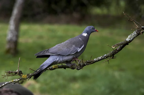 Wood Pigeon Columba Palumbus Adult Standing Branch Normandy — Stock Photo, Image
