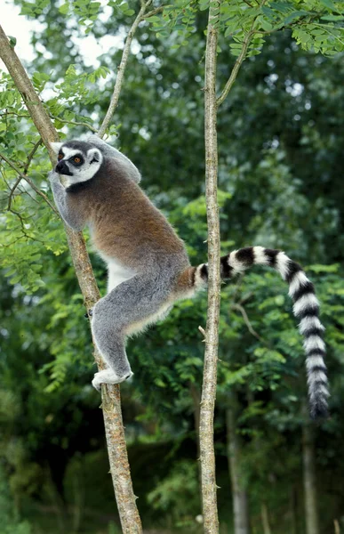 Anel Cauda Lemur Lêmure Catta Adulto Descendo Árvore — Fotografia de Stock