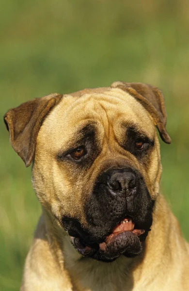Porträtt Mastiff Dog — Stockfoto