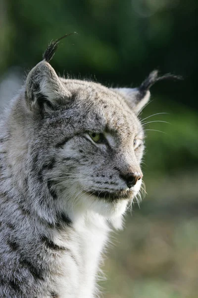 European Lynx Felis Lynx Portret Van Volwassene — Stockfoto