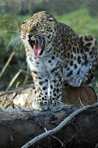 Amur Leopard Panthera Pardus Orientalis Bocejo Adulto — Fotografia de Stock