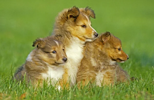 Shetland Sheepdog Valpen Sitter Gräs — Stockfoto