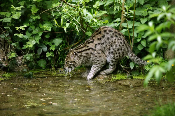 釣り猫 原始的なウイルス 水に立つ大人 口の中で魚と — ストック写真