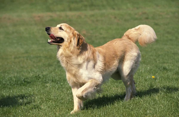 Hovawart Köpeği Çimlerin Üzerinde — Stok fotoğraf