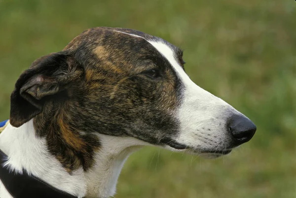 Magyar Agar Greyhound Húngaro — Fotografia de Stock