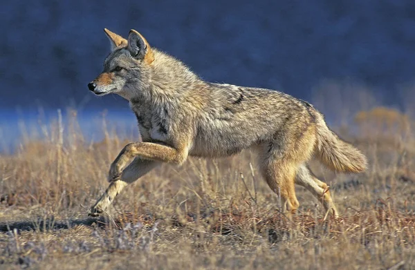 Coyote Canis Latrans Adultos Corriendo Montana —  Fotos de Stock