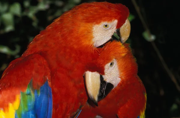 Scarlet Macaw Ara Macao Pair Courting — Stock Photo, Image