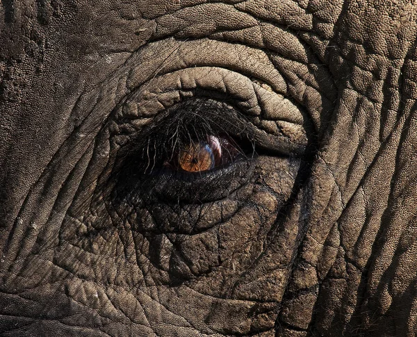 Éléphant Afrique Loxodonta Africana Gros Plan Sur Les Yeux — Photo