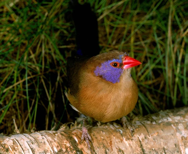 보라색 Uraeginthus Granatina Male — 스톡 사진