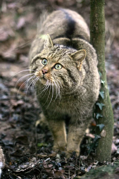 Europeisk Vildkatt Felis Silvestris Vuxen — Stockfoto