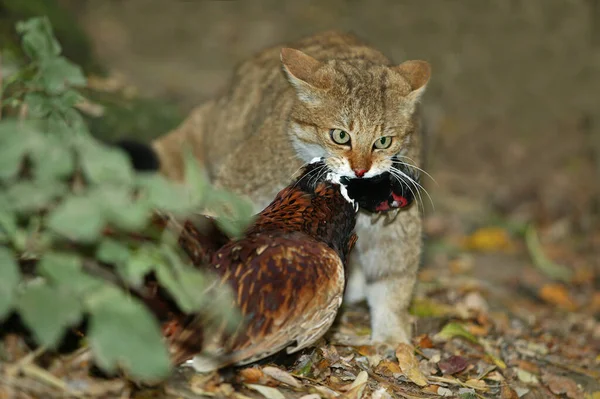 ヨーロッパのワイルドキャット フェリス シルベストリス 共通のキジで — ストック写真