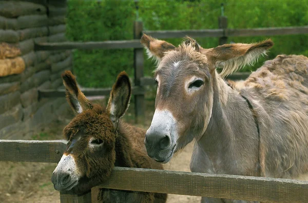 Burro Burro Cinza Uma Fazenda França — Fotografia de Stock