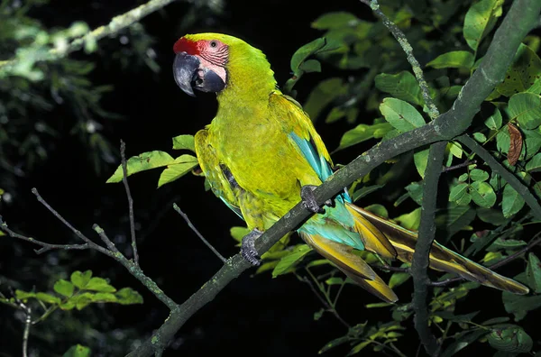 Guacamayo Verde Grande Guacamayo Buffon Ara Ambigua Adulto Parado Rama — Foto de Stock