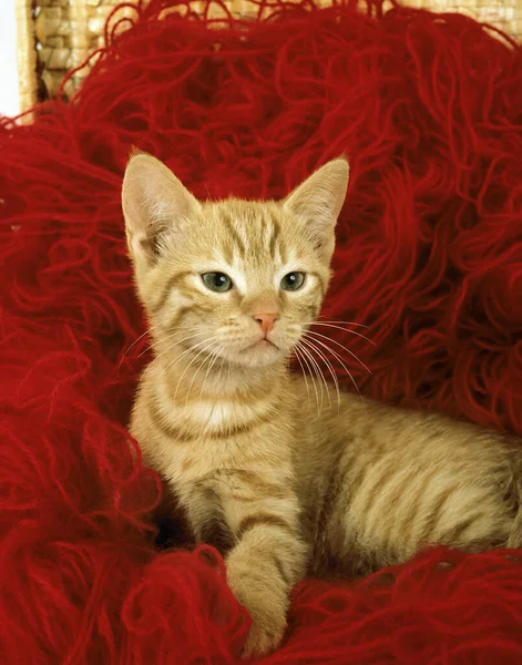 Red Tabby Gato Doméstico Gatitos Jugando Bola Lana — Foto de Stock