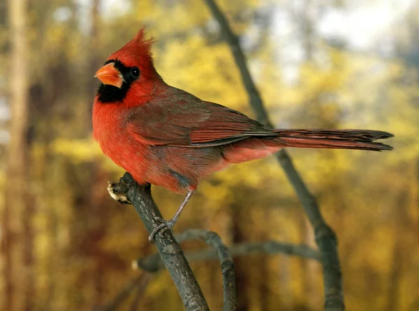 Nördlicher Kardinal Cardinalis Cardinalis Männchen Auf Zweig Stehend — Stockfoto