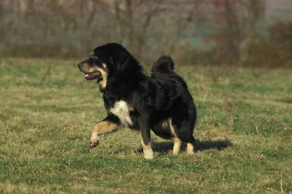 Tibetano Mastiff Cane Piedi Erba — Foto Stock