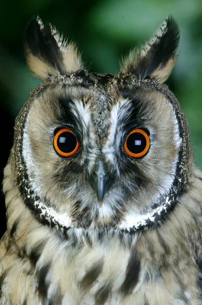 Long Eared Owl Asio Otus Portrait Adult Нормандия — стоковое фото