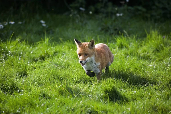 Zorro Rojo Vulpes Vulpes Correr Adulto Normandía — Foto de Stock