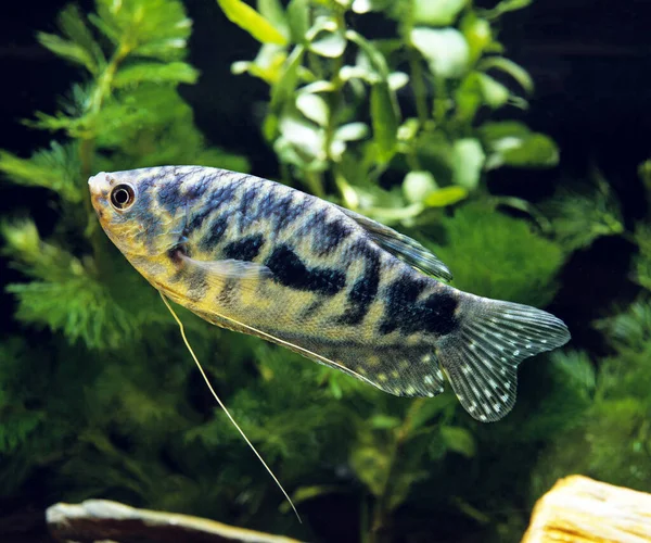 Μπλε Cosby Gourami Τριχογκάστερ Τριχοπτέρου — Φωτογραφία Αρχείου