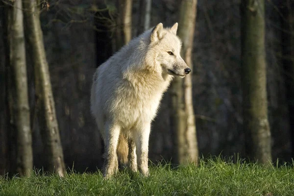 Lobo Ártico Canis Lupus Tundrarum — Fotografia de Stock