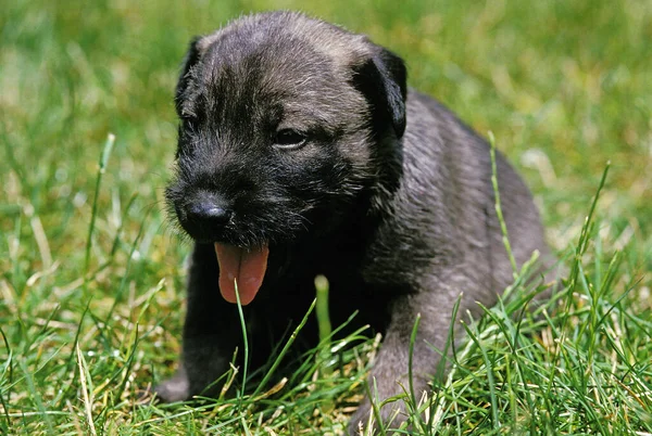 Miniatura Schnauzer Dog Cachorro Sentado Grama Com Língua Para Fora — Fotografia de Stock