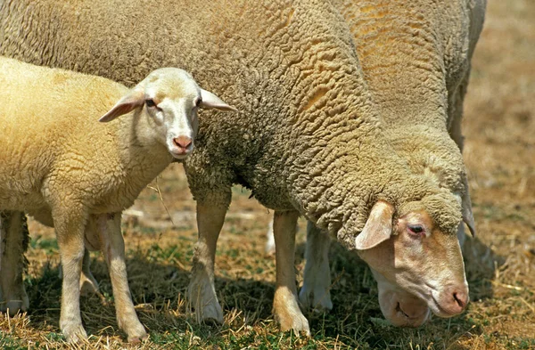 Würtemberger Hausschafe Deutsche Rasse Schaf Und Lamm — Stockfoto