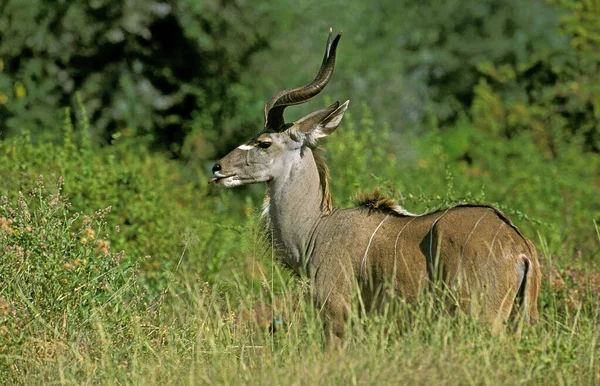 Grand Kudu Tragelaphus Strepsiceros Homme Debout Bush Kruger Park Afrique — Photo
