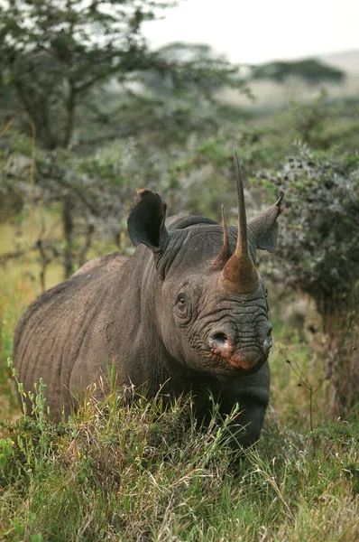 Black Rhinoceros Diceros Bicornis Adult Standing Bush Πάρκο Nakuru Στην — Φωτογραφία Αρχείου