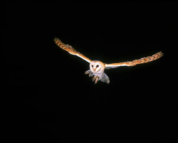 Ahır Baykuşu Tyto Alba Uçan Yetişkin — Stok fotoğraf