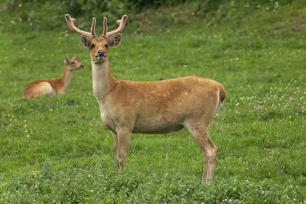 Barashingha Deer Swamp Deer Cervus Duvauceli Pair — стокове фото