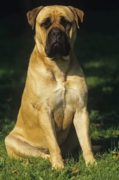 Mastiff Dog Zit Gras — Stockfoto